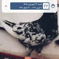 هفرنگ دم سیا با دم سبز فر