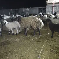 میش زاییده|حیوانات مزرعه|جلگه ماژان, |دیوار