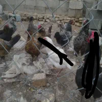 مرغ و خروس