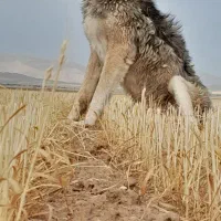 سگ سرابی اصل