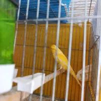 قناری نر شل و سفت