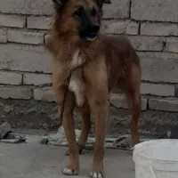 سگ های زیباودوست داشتنی