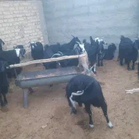 بز و کولار و کهره نر چاق تخت|حیوانات مزرعه|مرودشت, ده بید|دیوار