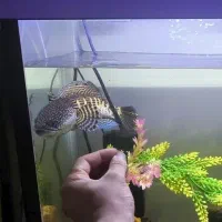 چانا گلدن کبری فین|ماهی|بندر انزلی, کلیور|دیوار