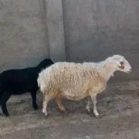 میش زائیده|حیوانات مزرعه|سبزوار, قصبه شرقی|دیوار