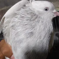 کله ابر نر  و سفید ماده