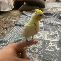 عروس هلندی لوتینو سرلاکی