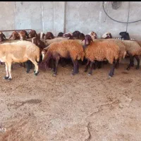 گوسفند زنده درحال استفاده مشتریان پرطرفدارمجموعه|حیوانات مزرعه|مشهد, عبادی|دیوار
