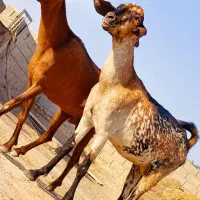 دوتا مری ابست جملزا
