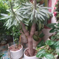 گل کاکتوس ماداگاسکار