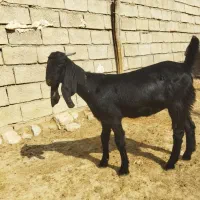 تیشتر افغانی اصلی بشرط از همه لحاظ|حیوانات مزرعه|مسجد سلیمان, |دیوار