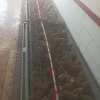 تخم بلدرچین