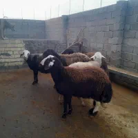 5 قوچ|حیوانات مزرعه|کوهدشت, |دیوار