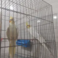 عروس هلندی مرغ عشق