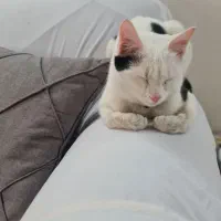 واگذاری گربه نر ۷ ماهه