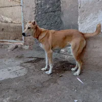 واگذاری توله سگ سراب خراسانی