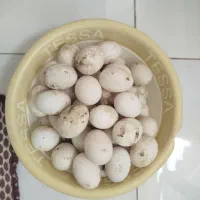 تخم نطفه دار