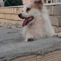 واگذاری سگ اشپیتز پامر|سگ|بندرعباس, |دیوار