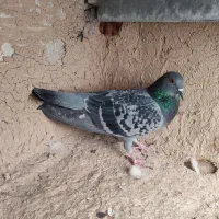 کبوتر تیدی و چاپی ماده|پرنده|شیراز, آبیاری|دیوار