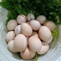 تخم مرغ محلی  و رسمی