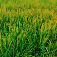 فروش شلتوک پاک ودانه پر بازدید سر زمین|خدمات باغبانی و درختکاری|شوشتر, |دیوار
