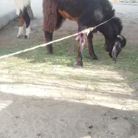 پاچن
