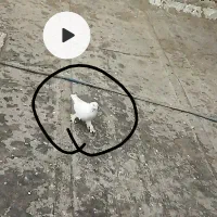 کفتر|حیوانات|قم, زاویه|دیوار