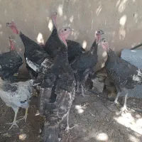 بوقلمون ۸ماهه