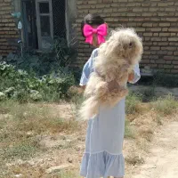 واگذاری سگ شیتزو