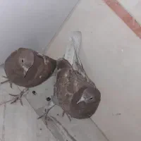 کفتر  پرشی|حیوانات|قم, شاد قلی|دیوار