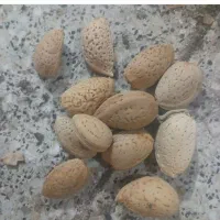 یک تن و دوبیست کیلو بادام سنگی