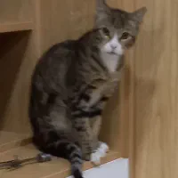 واگذاری رایگان گربه