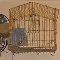 3عددقفس براعروس هلندی ومرغ عشق|لوازم جانبی حیوانات|ایذه, |دیوار