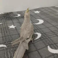 پرنده|پرنده|کوهسار (البرز), |دیوار
