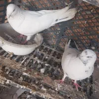 کفتر|پرنده|سیرجان, |دیوار