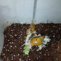 حلزون بالغ ومولد|خزنده|قرچک, صالح آباد|دیوار