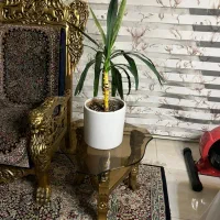 مبل قالی اصل|مبلمان خانگی و میز عسلی|کرمان, |دیوار