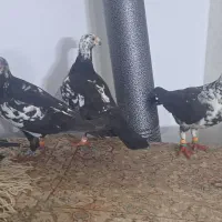 کفتر رنگه و المانی