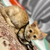 واگذاری گربه