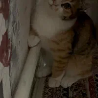 توله گربه ۲ ماه سالم خانگی DSH