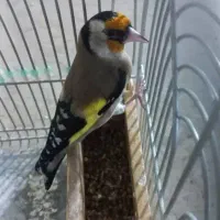 ۳۰ عدد سهره|پرنده|اقلید, |دیوار