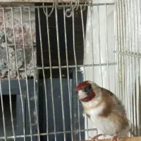 سهره