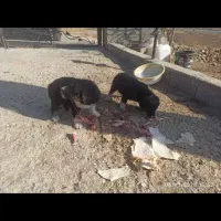 واگذاری سگ بومی