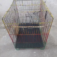 کبوتر جفتی واسه تخم میخام یک جفت|پرنده|بجنورد, |دیوار