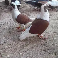 نرماده پشت سرخ عتیقه|پرنده|برازجان, |دیوار