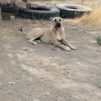 ماده سرابی