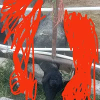 ۴ راس میش گوسفند بره