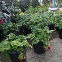 توت فرنگی گلدانی