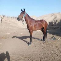 اسب فروشی