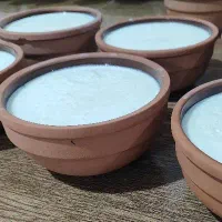 ماست گاومیش